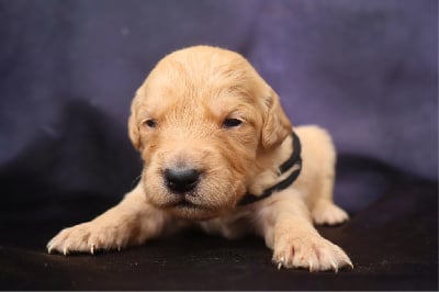 Les chiots de Golden Retriever