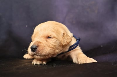 Les chiots de Golden Retriever