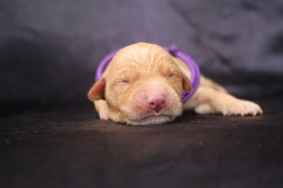 Les chiots de Golden Retriever