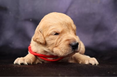 Les chiots de Golden Retriever