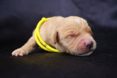 Les chiots de Golden Retriever