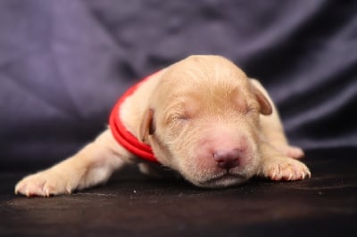 Les chiots de Golden Retriever