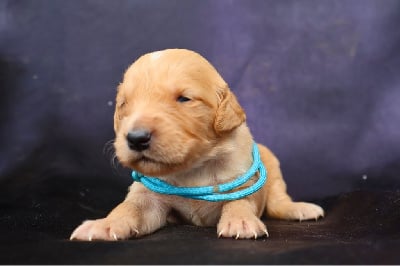 Les chiots de Golden Retriever