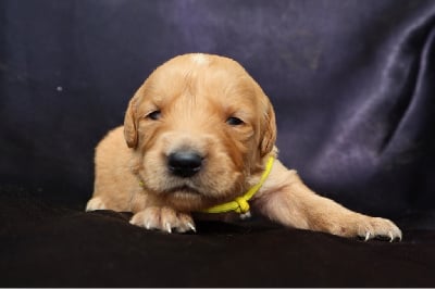 Les chiots de Golden Retriever