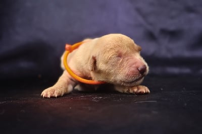 Les chiots de Golden Retriever