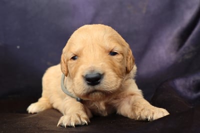 Les chiots de Golden Retriever