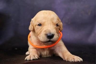 Les chiots de Golden Retriever