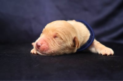 Les chiots de Golden Retriever