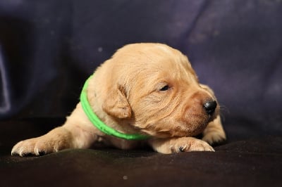 Les chiots de Golden Retriever