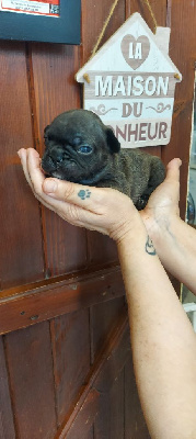 Les chiots de Bouledogue français