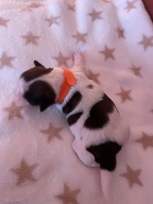 Collier orange CHIOT 2 - Shih Tzu