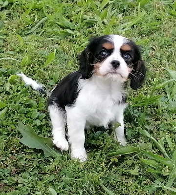 Les chiots de Cavalier King Charles Spaniel