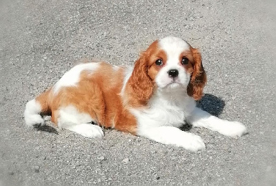 Les chiots de Cavalier King Charles Spaniel