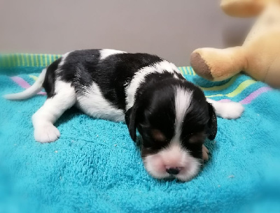 Les chiots de Cavalier King Charles Spaniel