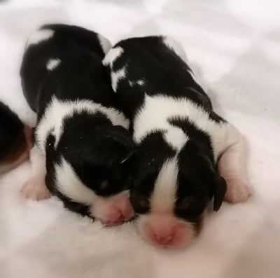 Les chiots de Cavalier King Charles Spaniel