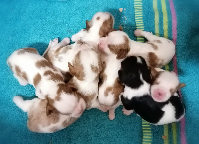 Les chiots de Cavalier King Charles Spaniel