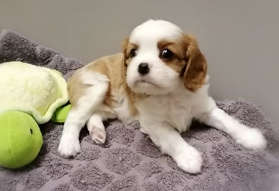 Les chiots de Cavalier King Charles Spaniel