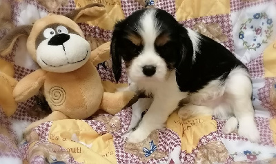 Les chiots de Cavalier King Charles Spaniel