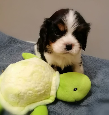 Les chiots de Cavalier King Charles Spaniel