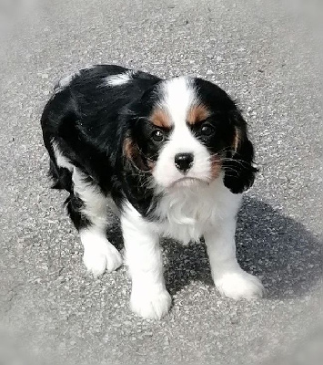 Les chiots de Cavalier King Charles Spaniel