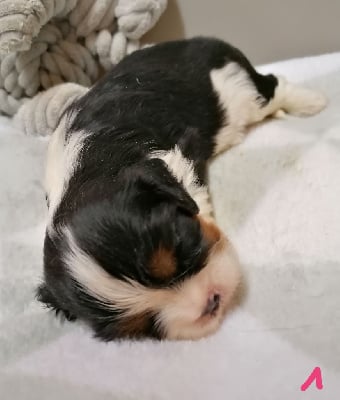 Les chiots de Cavalier King Charles Spaniel