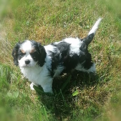 Les chiots de Cavalier King Charles Spaniel