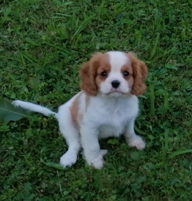 Les chiots de Cavalier King Charles Spaniel