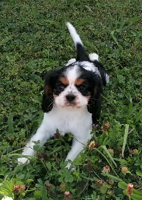 Les chiots de Cavalier King Charles Spaniel