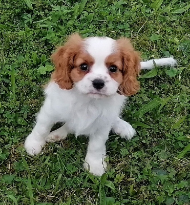 Les chiots de Cavalier King Charles Spaniel