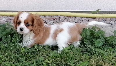 Les chiots de Cavalier King Charles Spaniel