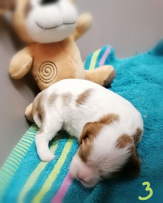 Les chiots de Cavalier King Charles Spaniel