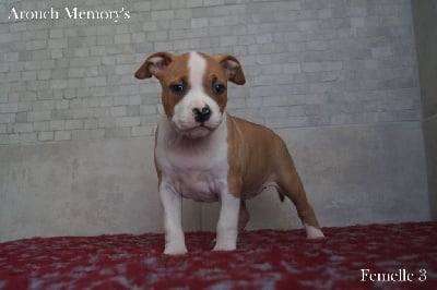 Les chiots de American Staffordshire Terrier