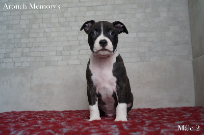 Mâle 2 - American Staffordshire Terrier