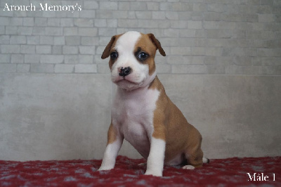 Les chiots de American Staffordshire Terrier