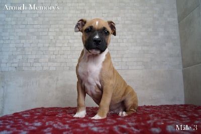 Les chiots de American Staffordshire Terrier