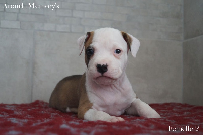 Les chiots de American Staffordshire Terrier