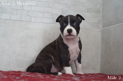 Les chiots de American Staffordshire Terrier