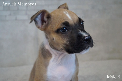 Les chiots de American Staffordshire Terrier