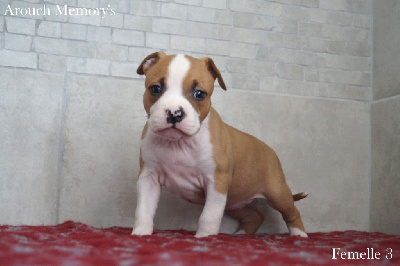 Les chiots de American Staffordshire Terrier