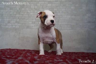 Les chiots de American Staffordshire Terrier