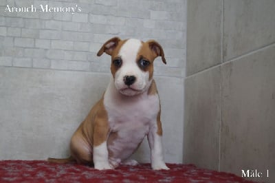 Les chiots de American Staffordshire Terrier