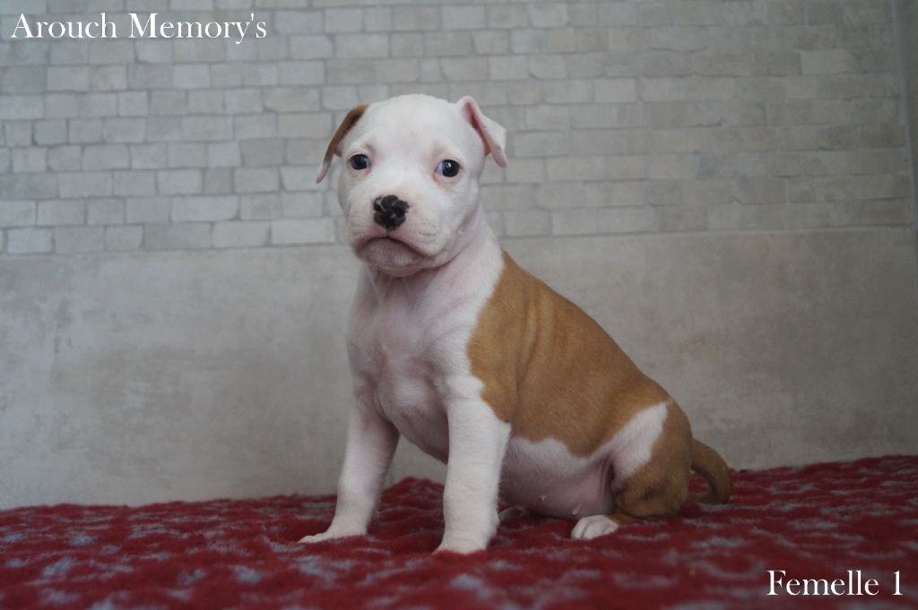 Femelle 1 - American Staffordshire Terrier