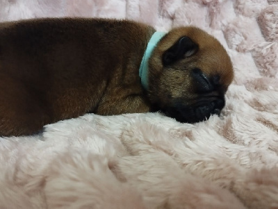 Les chiots de Bouledogue français