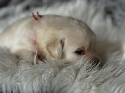 Les chiots de Labrador Retriever