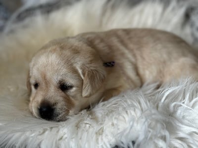 COLLIER VIOLET - Labrador Retriever