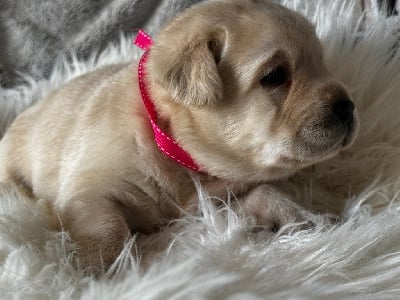 Les chiots de Labrador Retriever