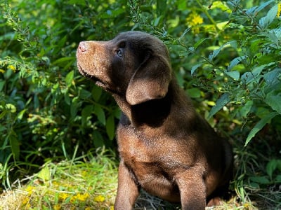 Les chiots de Labrador Retriever