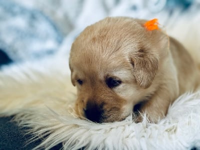 Les chiots de Labrador Retriever