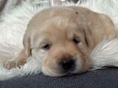 Les chiots de Labrador Retriever