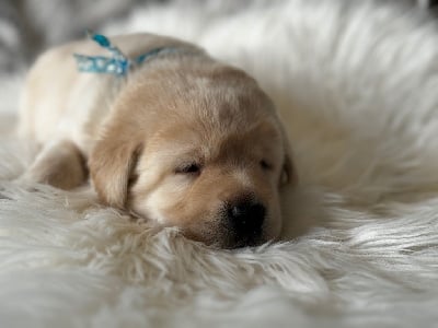 COLLIER BLEU PAQUERETTE - Labrador Retriever